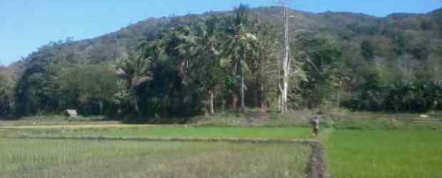 Ilustrasi Sawah