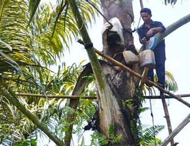 enau kaya manfaat tapi belum dibudi daya floresa co enau kaya manfaat tapi belum dibudi daya floresa co