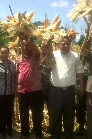 Bupati Manggarai Timur (Matim) Yoseph Tote dan Wakilnya Andreas Agas mengikuti panen raya jagung jenis Lamuru di Kelurahan Nangga Baras, Kecamatan Sambi Rampas,Kamis, 9 April 2015 (Foto : Satria/Floresa)