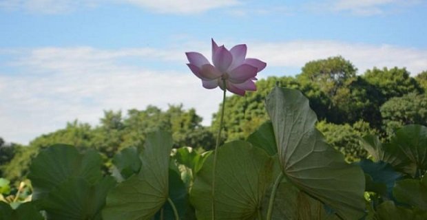 Bunga lotus sedang mekar di Danau Rana Tonjong, Kelurahan Pota, Kecamatan Sambirampas, Kabupaten Manggarai Timur, Nusa Tenggara Timur. Danau Rana Tonjong merupakan danau lotus raksasa terbesar kedua di dunia setelah danau lotus serupa di India. Sumber: Kompas.com