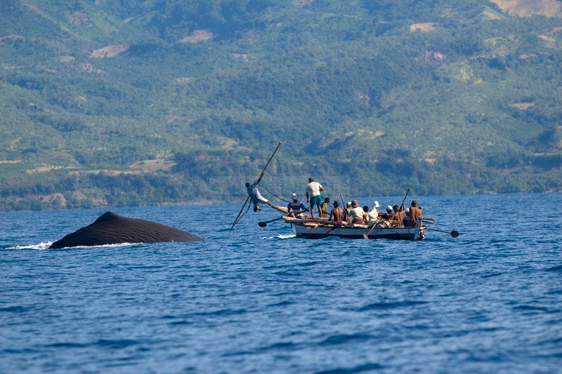 Tradisi penangkapan ikan paus di Lamalera, Kabupaten Lembata, salah satu sajian menarik untuk wisatawan (Foto: Ist)