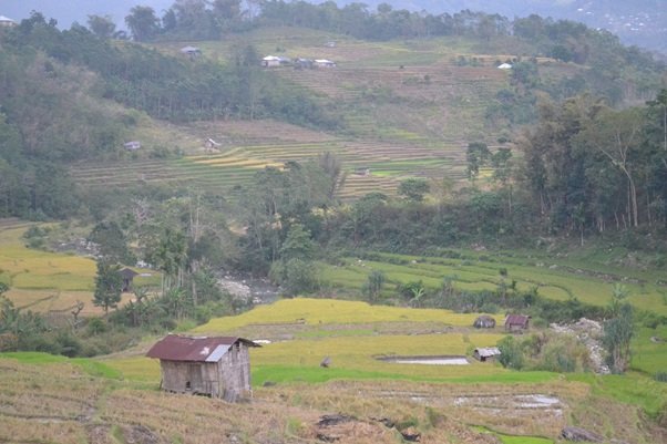 Hamparan sawah di sekitar jalan menuju Air Terjun Tengku Lese (Foto: Evan Lahur)