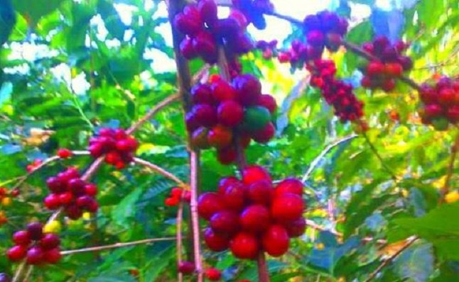 Kopi Arabika Manggarai 2