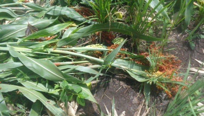 Sorgum yang ditanam petani dan belum dipanen langsung digusur oleh pemerintah, untuk pembukaan sawah baru sebagai bagian dari proyek nasional