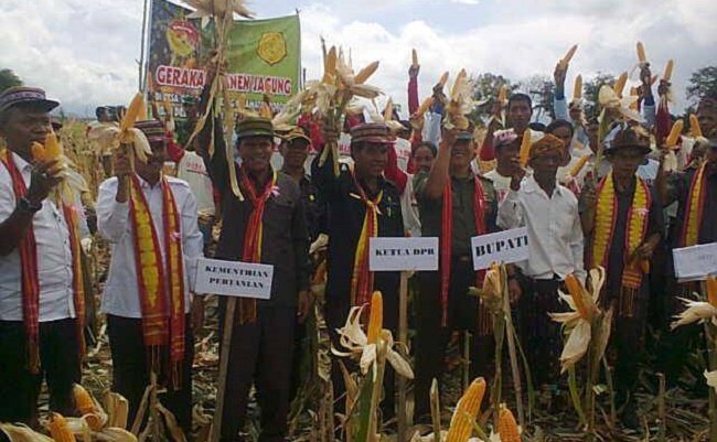 Panent raya terjadi di saat petani mengalami gagal panen (Foto: Ronald Tarsan/Floresa)