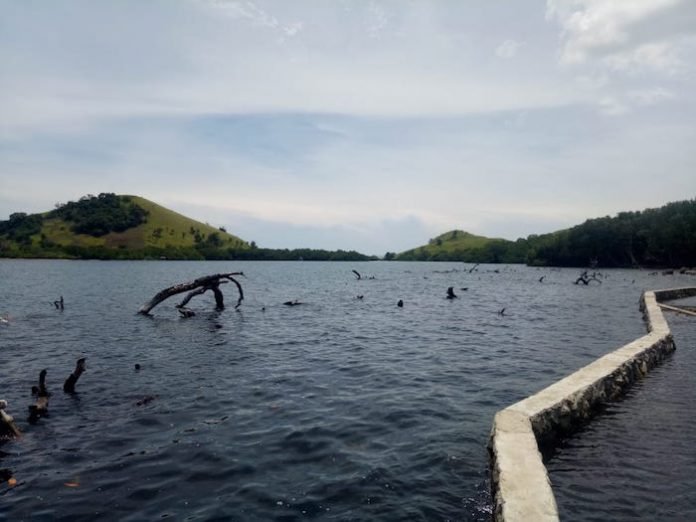 mangrove 1