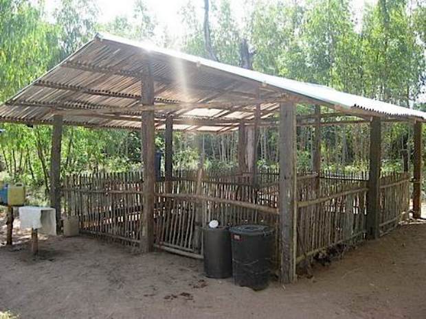 Begini Cara Buat Kandang Babi Sederhana Tapi Bebas Bau Dan Lalat