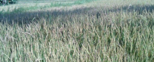 Sawah di Dampek, Desa Satar Padut, Kecamatan Lamba Leda, Manggarai Timur, NTT