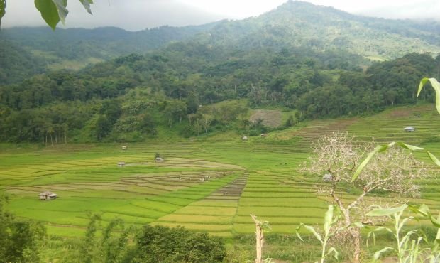Panorama sawa di Lamba leda yang membentuk jaring laba-laba (Foto: Ardy Abba/Floresa)