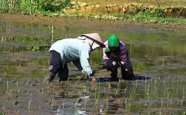 Para petani di Flores menanam padi mereka dengan menggunakan pupuk organik