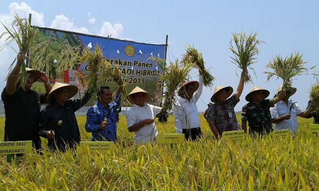 Panen raya mentan