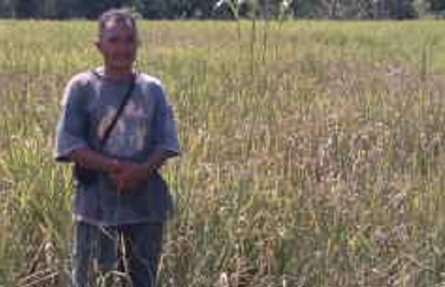 gagal panen sambi rampas