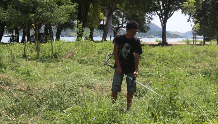Seorang pemuda sedang berupaya merapikan rumpu di lokasi Pantai Pede, Rabu, 13 April 2016. (Foto: Gregorius Afioma/Floresa)