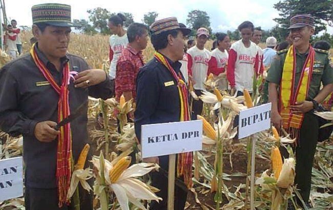 Panen raya jagung3
