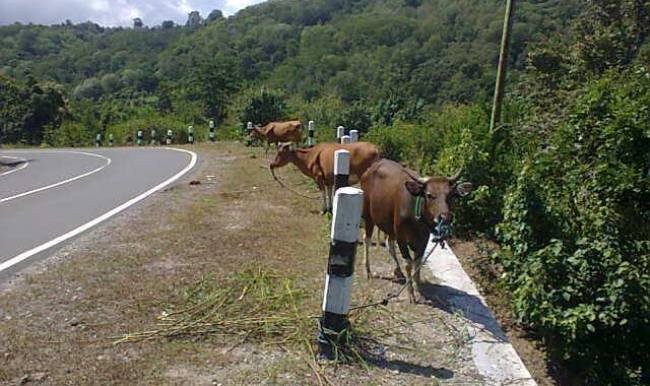 Sapi diikat di pinggir jalan2