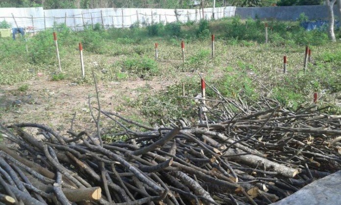 Sejumlah pohon sudah ditebang oleh pekerja PT SIM di lahan Pantai Pede, yang akan menjadi lokasi pembangunan hotel dan restoran