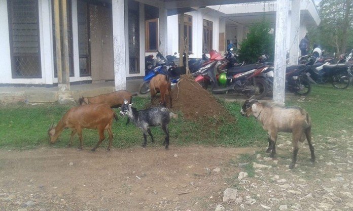 Kambing2