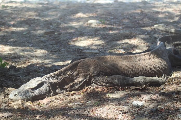 Komodo tua