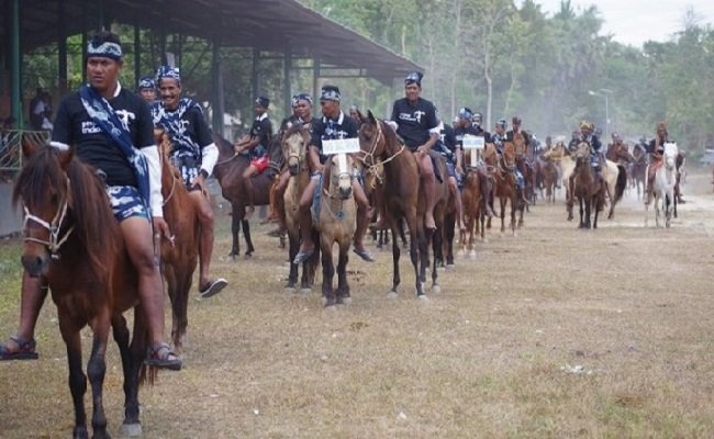 foto-parade-1001-kuda-sandalwood-digelar-perdana-di-pulau-sumba