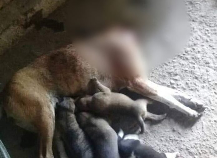anjing tanpa kepala