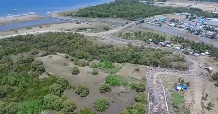 mangrove